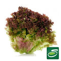 Red Leaf Lettuce - Seabra Foods Online