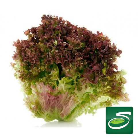 Red Leaf Lettuce - Seabra Foods Online